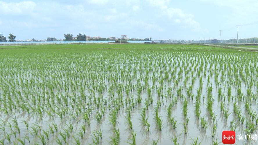 今年乐东早稻计划种植面积达10.59万亩|海南省_新浪财经_新浪网