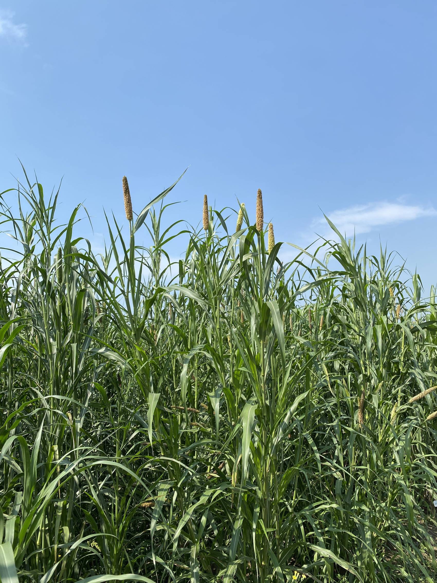 导师,四川农业大学草业科技学院院长张新全的建议,专注美洲狼尾草研究