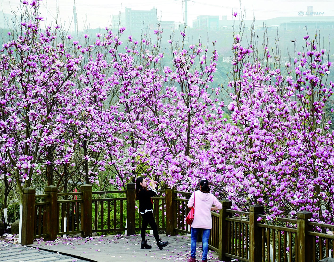 重庆园博园玉兰 重庆市城市管理局供图