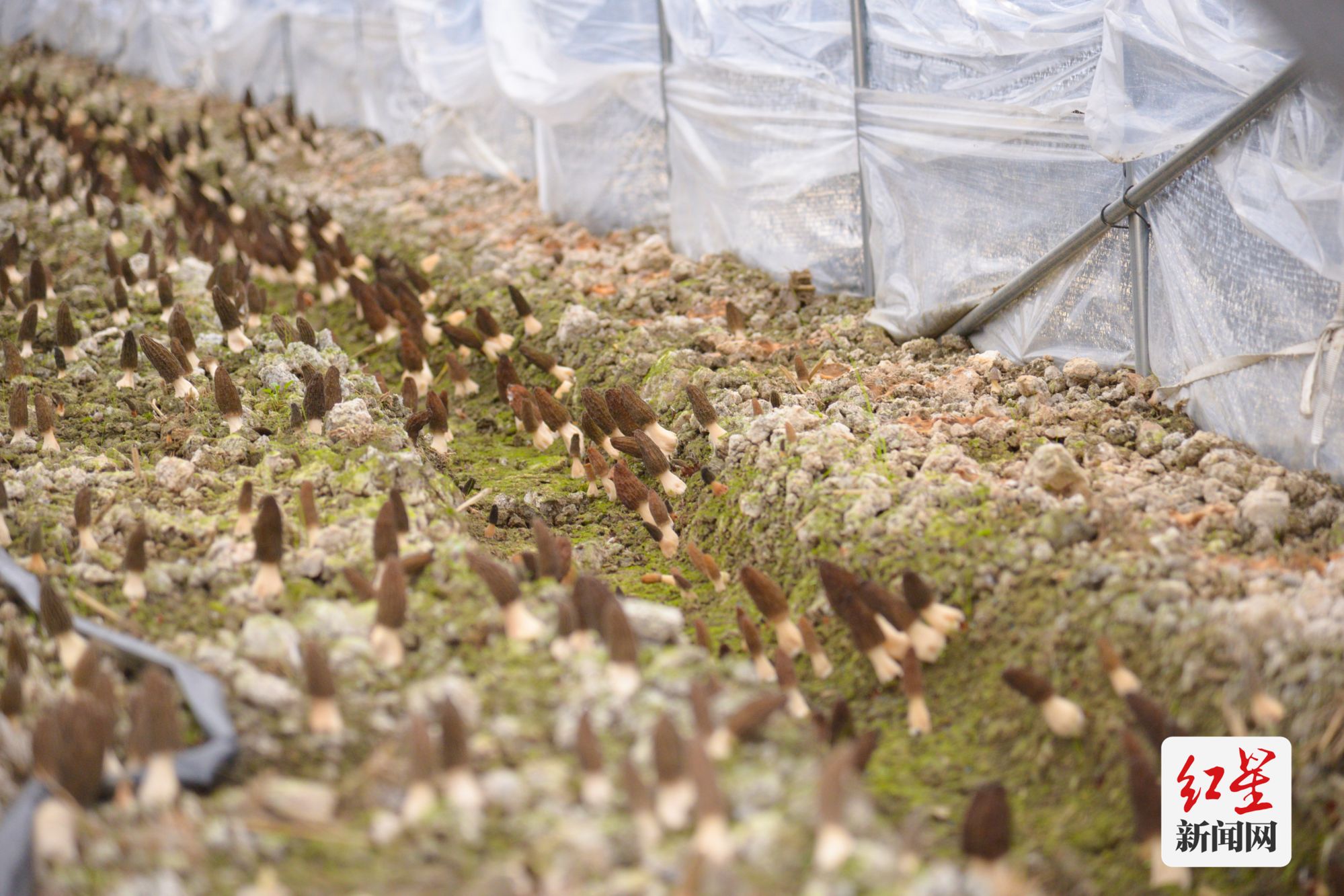 打好"强菌"牌 走好振兴路 成都金堂羊肚菌大丰收|成都市_新浪财经
