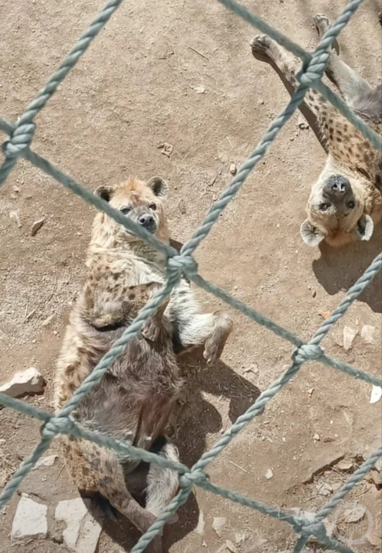 园方回应|鳄鱼_新浪财经_新浪网