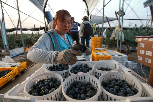 中国蓝莓"疯狂扩张时代"还将持续多久|长白山_新浪财经_新浪网