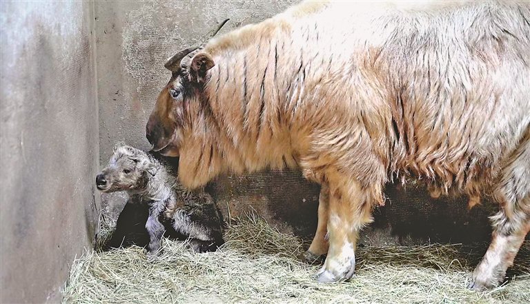 金毛羚牛妈妈和刚出生的幼崽。图片由景区提供