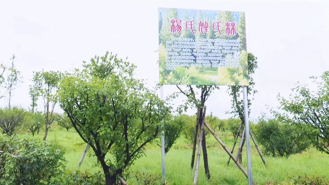 反馈和保障性苗圃情况,开展林分优化乡土树种大讨论,选定了具有观叶