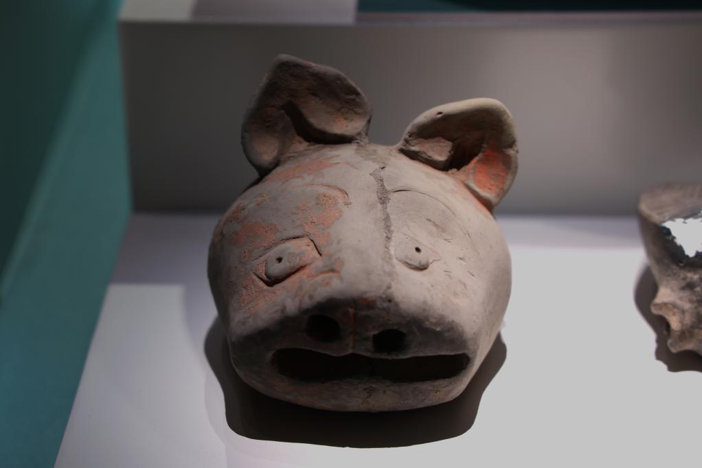 这是2月24日拍摄的殷墟博物馆内展出的陶猪首.新华社记者 任卓如 摄