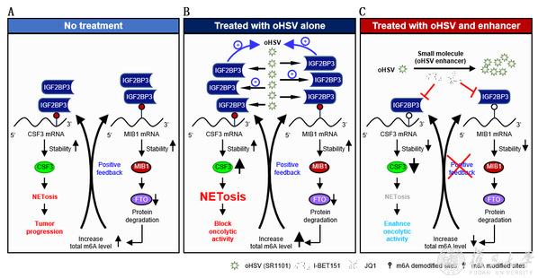 靶向抑制IGF2BP3诱导的NETosis克服恶性胶质瘤对oHSV治疗的耐药性