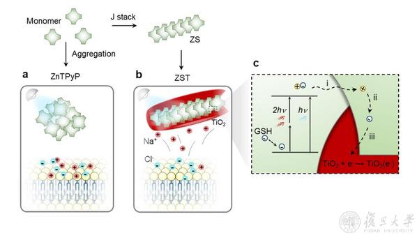 J-ZnTPyP@TiO2纳米光电极的设计示意图和工作原理图