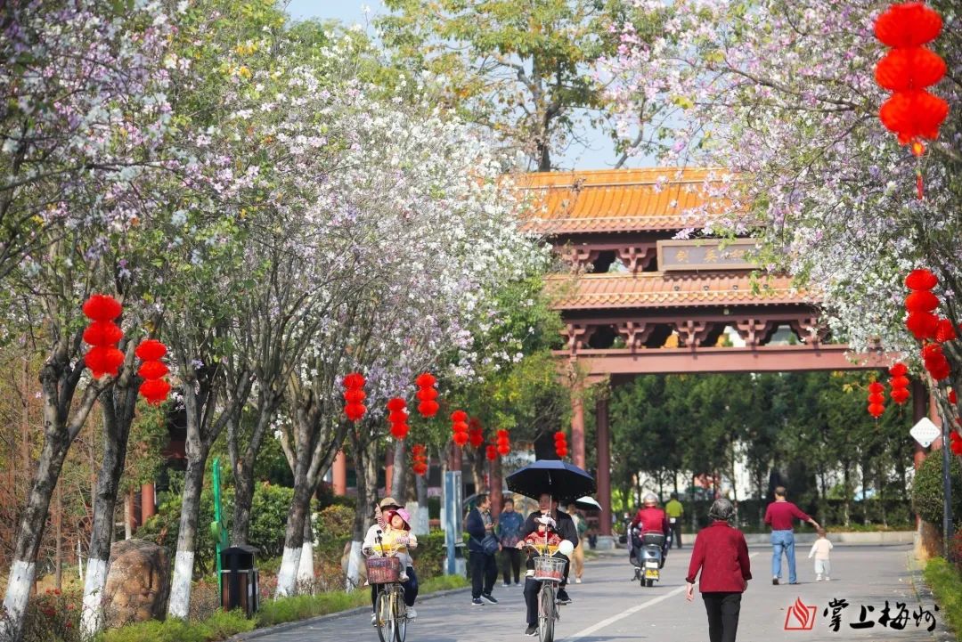 暖风催花开 梅城美如画|梅州市_新浪财经_新浪网