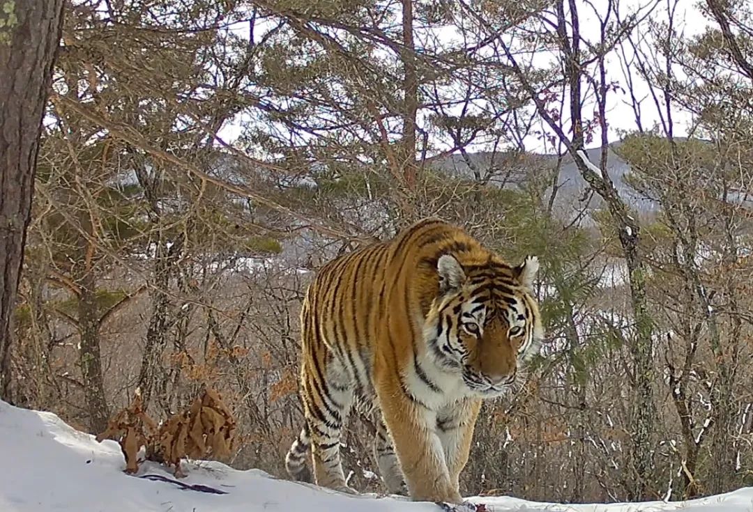本报联合黑龙江省生态环境厅,东北虎豹国家公园管理局开启了一场长达