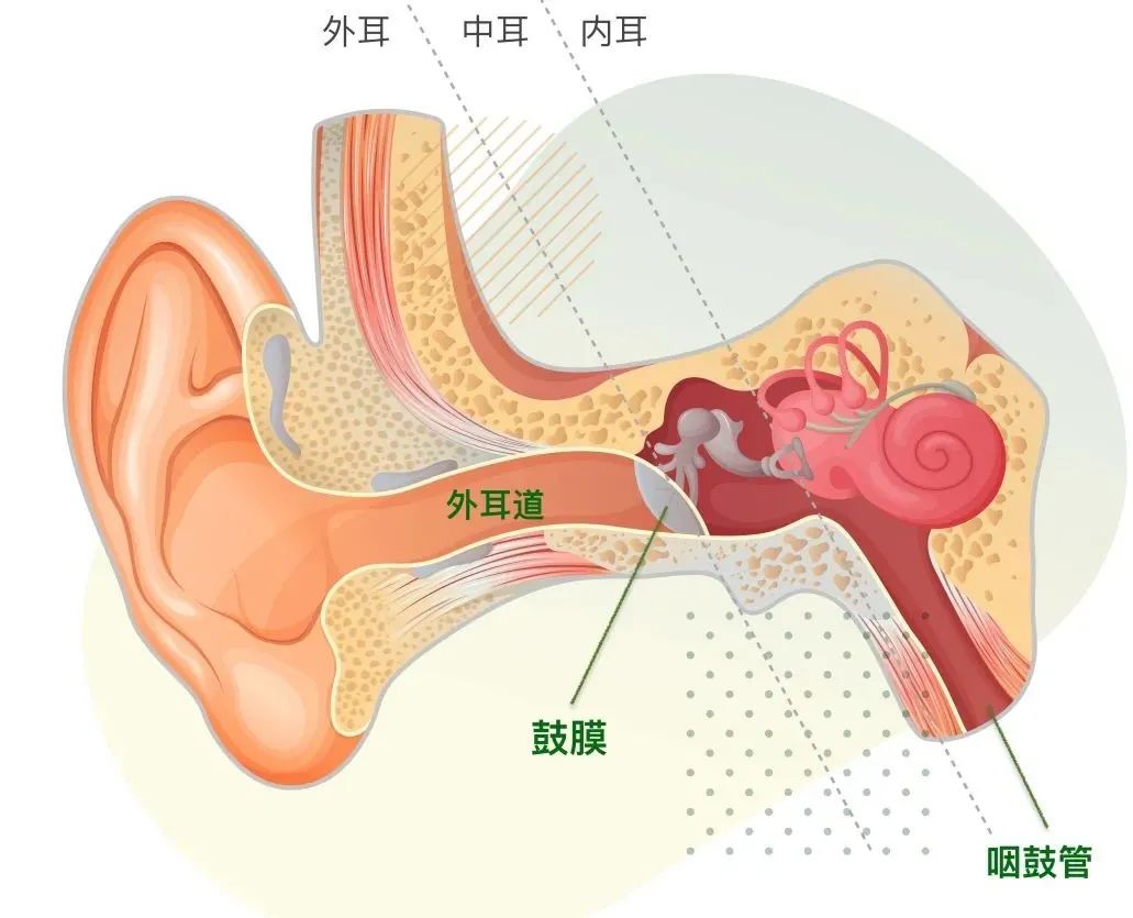 但是我们的鼻腔通过一个叫做「咽鼓管」的结构与中耳相通,所以在游泳