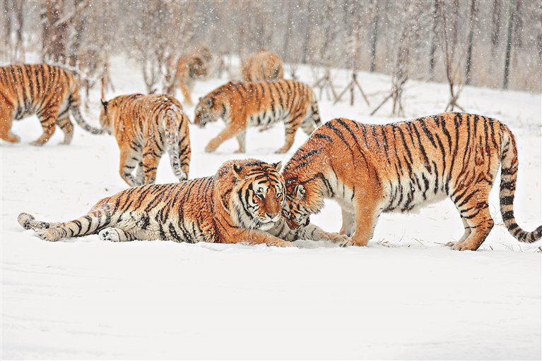 元宵节 虎园人气爆棚|东北虎_新浪财经_新浪网