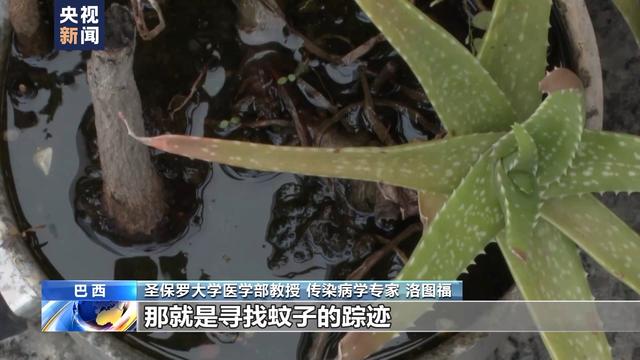 巴西专家称极端天气导致南美洲登革热疫情南扩|新冠肺炎_新浪财经