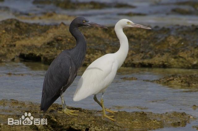 快来奉贤这个"鸟类天堂"看看→|软体动物_新浪财经_新浪网