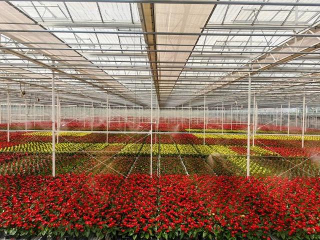 浦东新区三家花企入选第一批"上海市花卉四新技术示范基地"