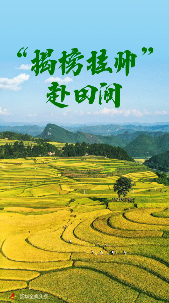 "揭榜挂帅"赴田间|贵州省_新浪财经_新浪网