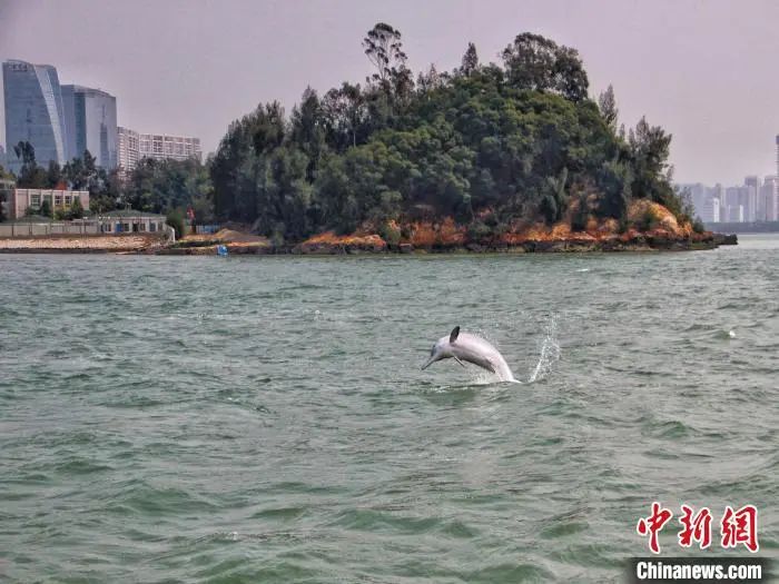 厦门白海豚游泳馆图片