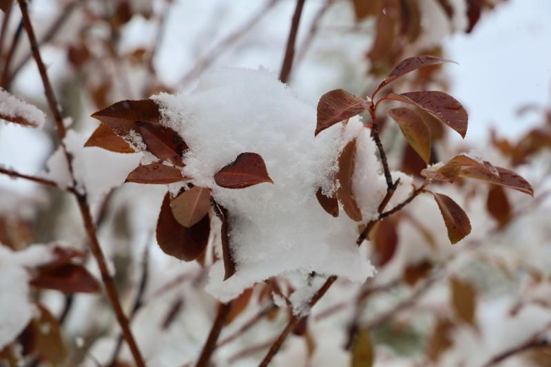 一大波雪景美图来袭 你的城市下雪了吗?