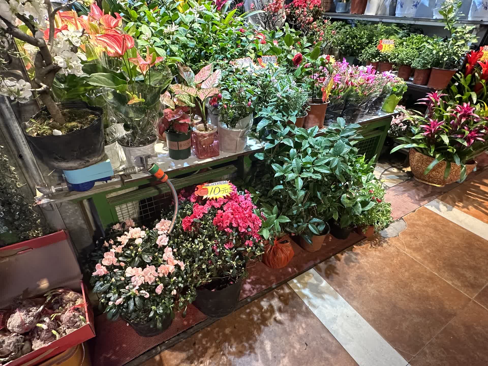 部分花卉价格较年前下降,市民逛花市忙捡漏儿,添绿植