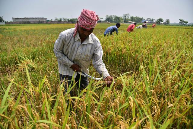 资料图:印度农民在稻田里收获稻谷.图/新华社