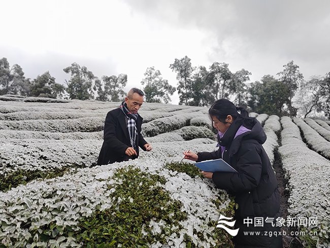 岑巩:开展低温雨雪凝冻农情灾情调查_新浪财经_新浪网