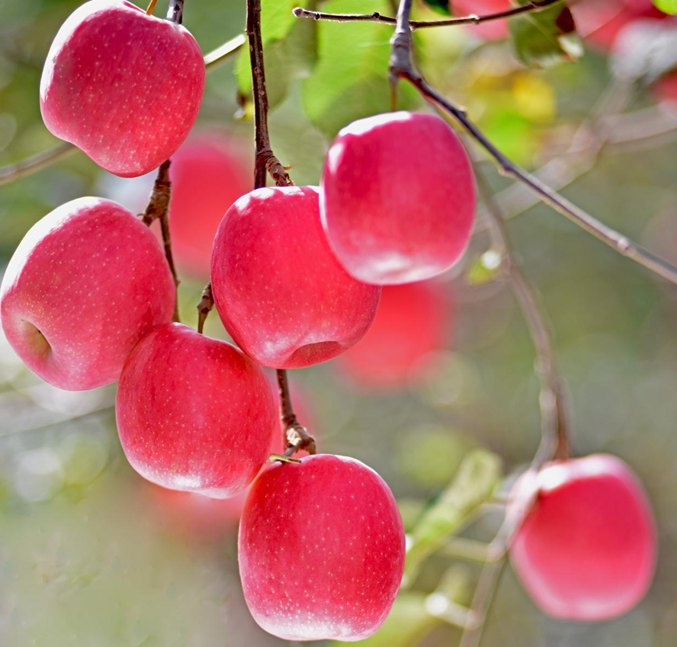 红彤彤的苹果挂在枝头