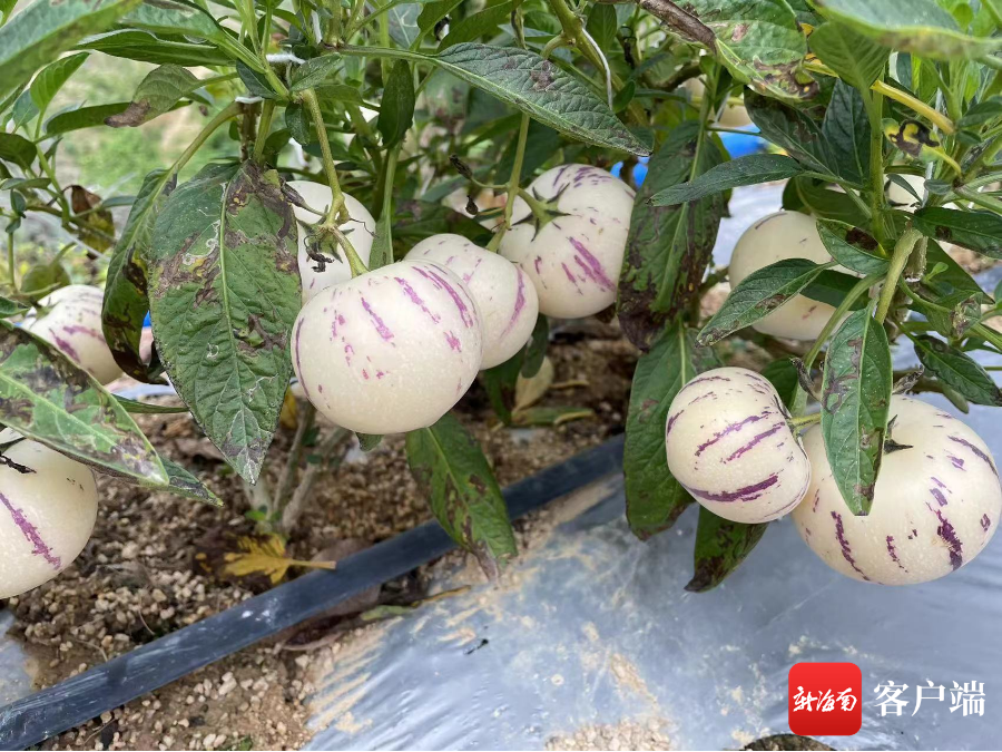 人参果在琼中安家|琼中_新浪财经_新浪网