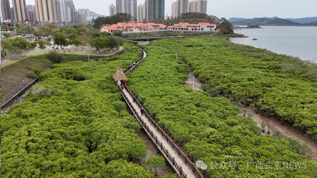 卜小钊 摄防城港市西湾红沙环海堤成为全球样板硬堤绿了,岸线美了
