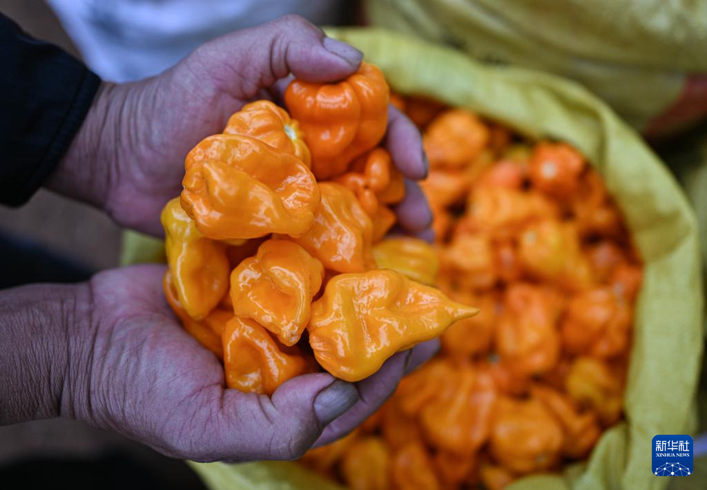 2月26日,海南省海口市龙华区遵谭镇龙合村村民展示采收的黄灯笼婪椒