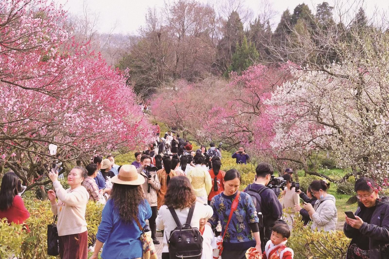 2月18日,游客在南京梅花山赏梅. 本报记者 邰子君 摄