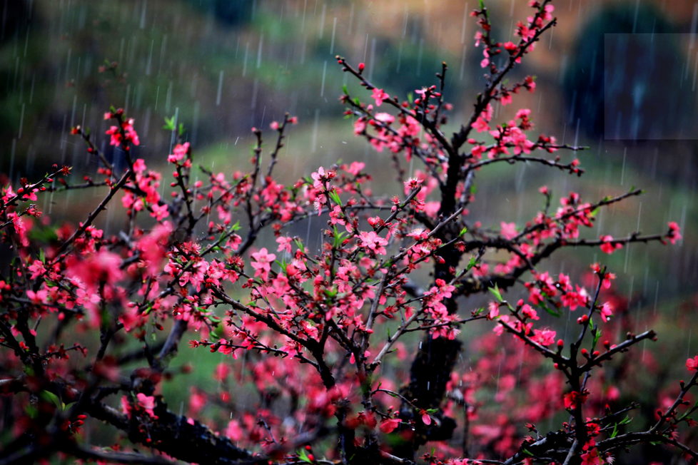 雨中桃花.刘伟平 摄