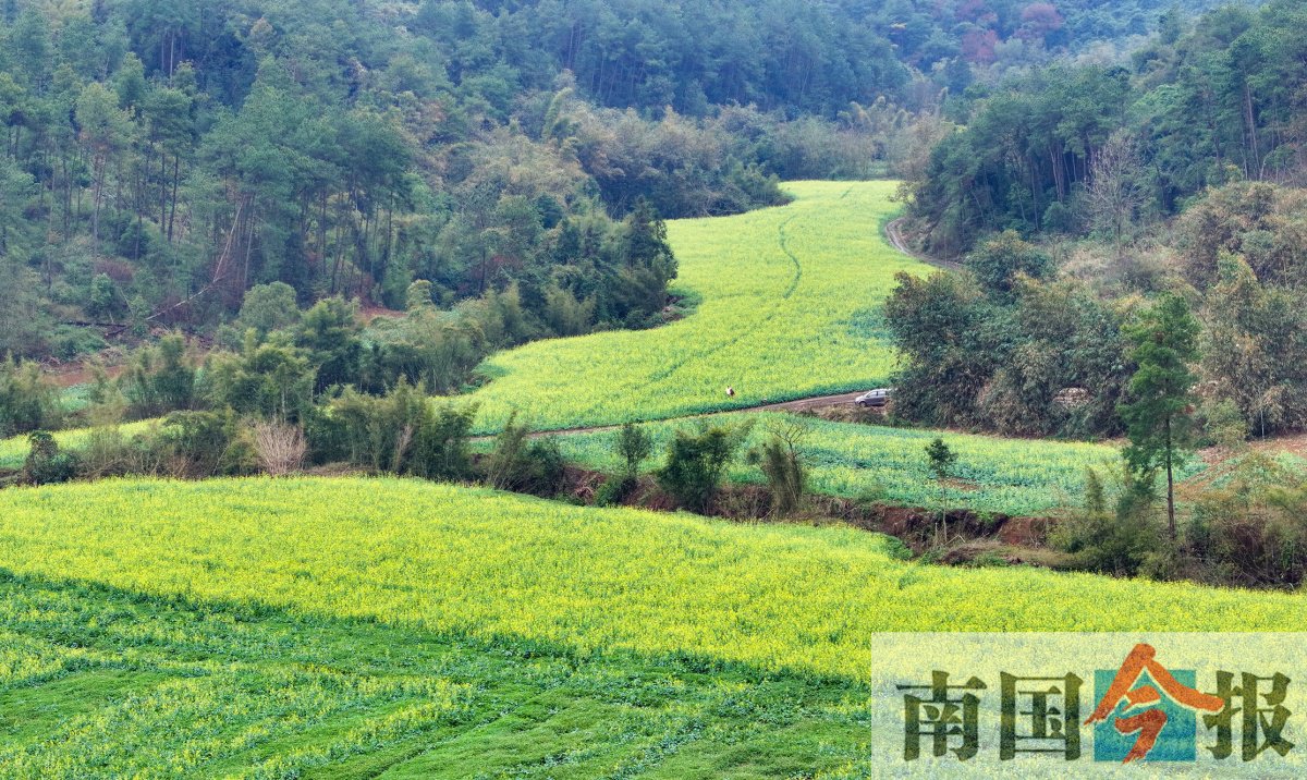 群山包围下,300亩油菜花竞相开放!就在柳州市区_新浪财经_新浪网