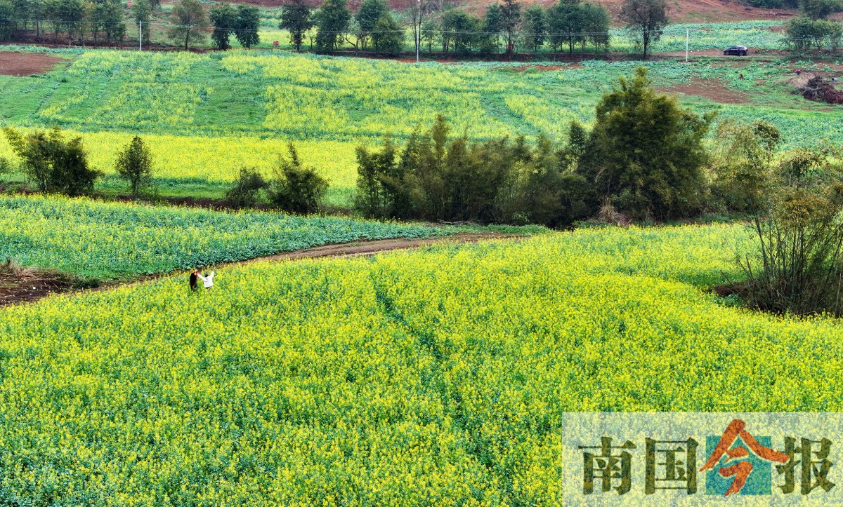 群山包围下,300亩油菜花竞相开放!就在柳州市区_新浪财经_新浪网