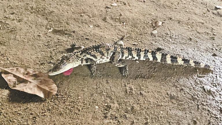 布吉河边竟钓起鳄鱼 动保人士呼吁市民切莫自行放生,弃养_新浪财经