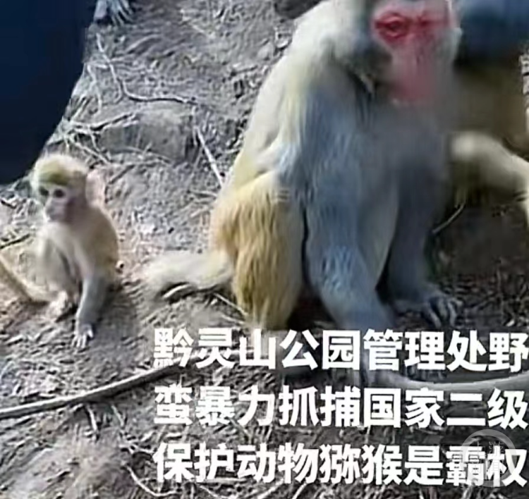 多人发视频称,黔灵山猴子被抓捕.