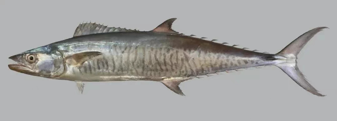 海南马鲛鱼消费提示_新浪财经_新浪网