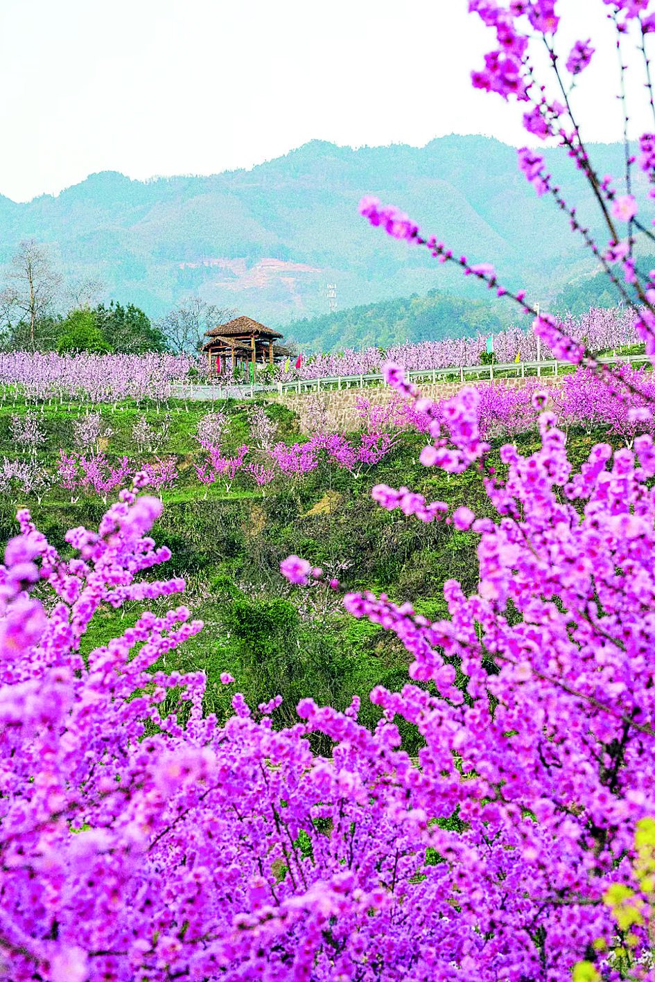 为庆祝"三八"国际妇女节,重庆晨报与北碚三生三世桃花源共同策划了