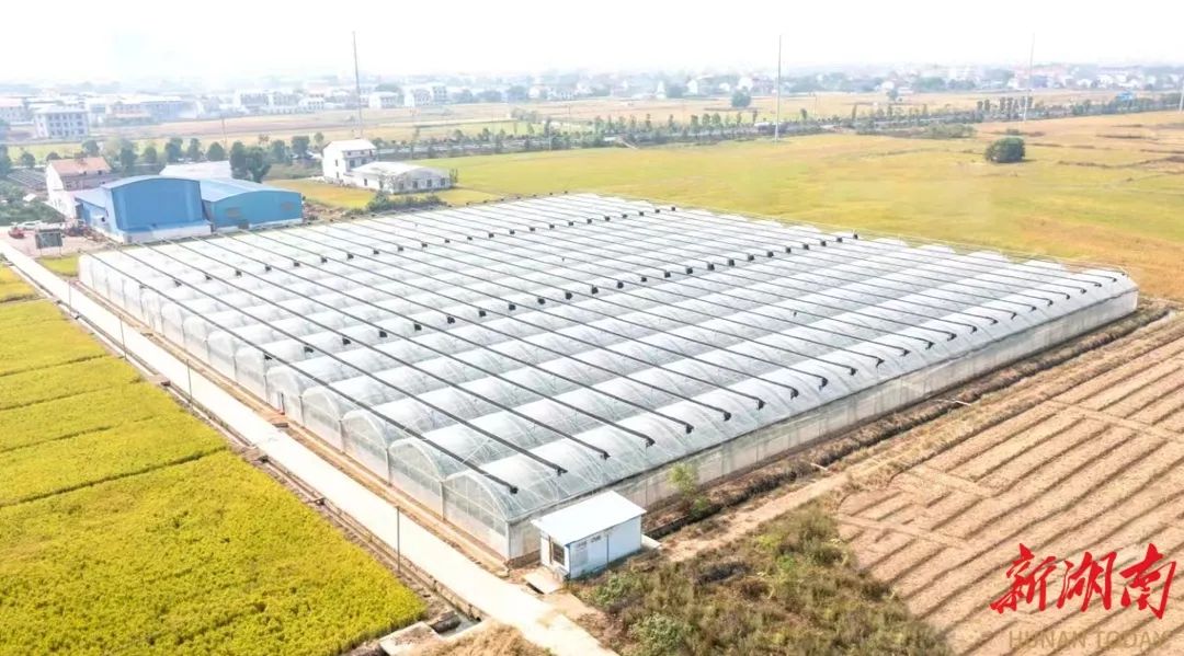 "罗江镇党委书记郝光介绍,为更好满足高标准农田需要,育秧中心就近