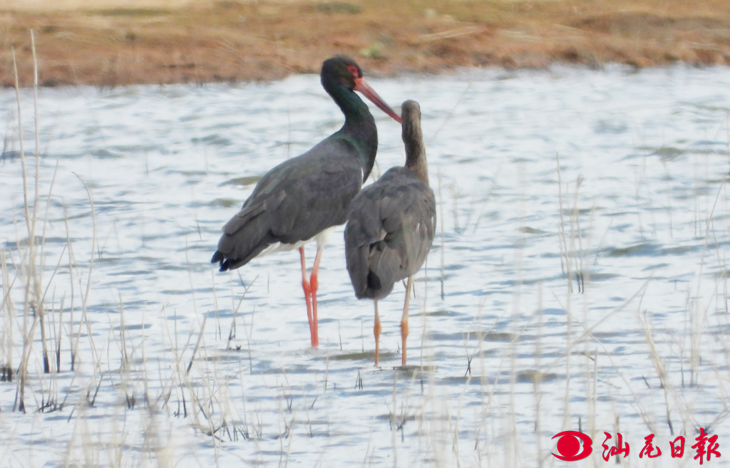 国宝黑白双鹳"双双"恋上海丰湿地_新浪财经_新浪网