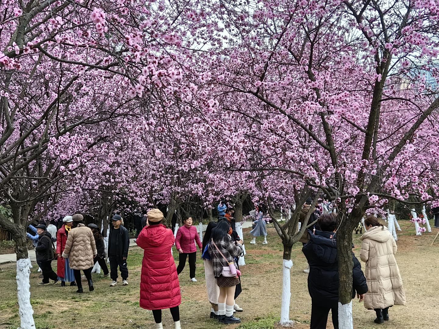 南方多地迎来春日花季成都入选全国热门赏花目的地