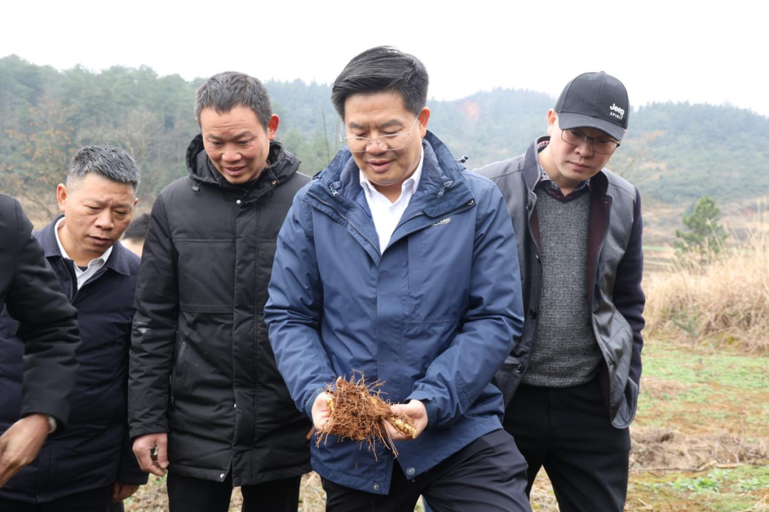 2月27日,县委书记袁胜良深入黄亭市镇,长乐乡调研油茶林下套种中药材