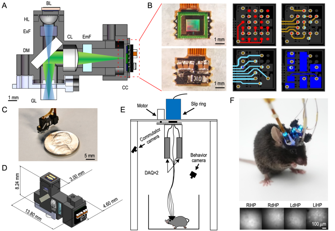 图1：TINIscope光学、电路和系统设计以及四脑区成像结果