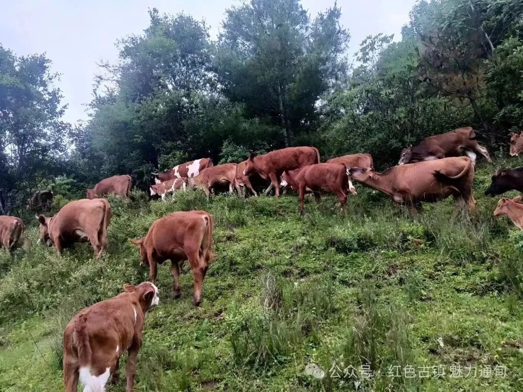 肉牛养殖促农增收  乡村振兴有盼头