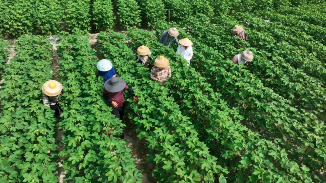 耕地耕耘 万象"耕"新丨融通农发海南筹备组三亚南繁育种基地南繁季备