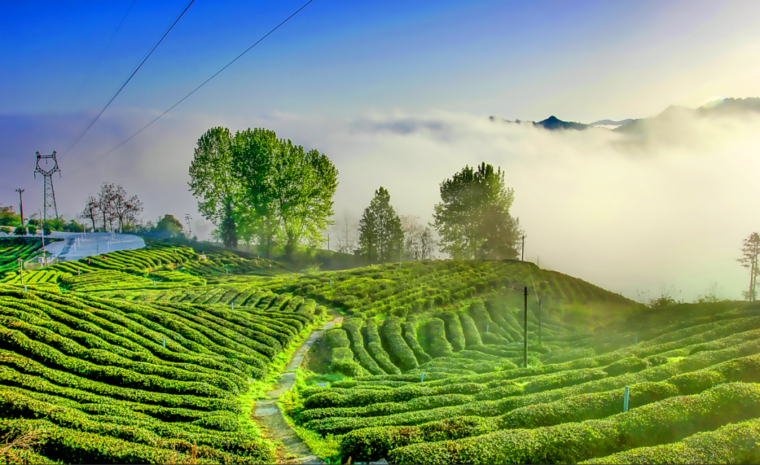 4月14日!约你跑马共赏春