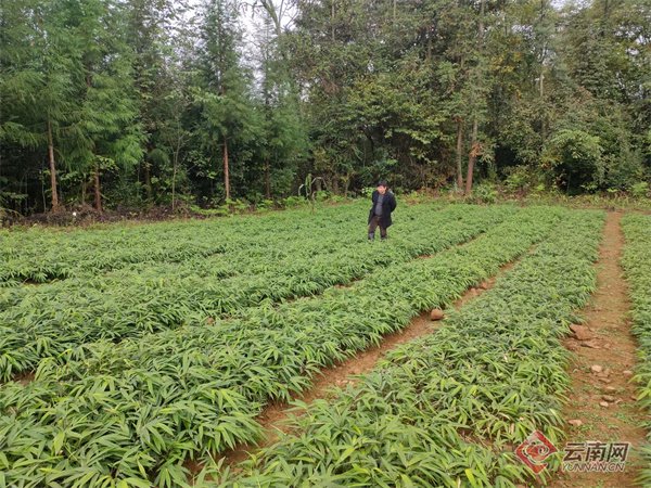 查看苗圃基地吉利镇回龙村平均海拔1500米,降水充沛,气候湿润,森林