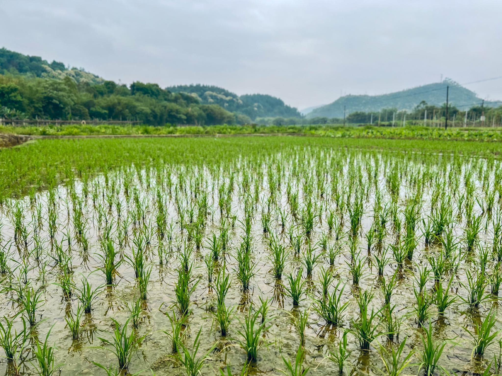春耕期间,韶关市翁源县官渡镇农田里的秧苗呈现一片绿油油的景象.