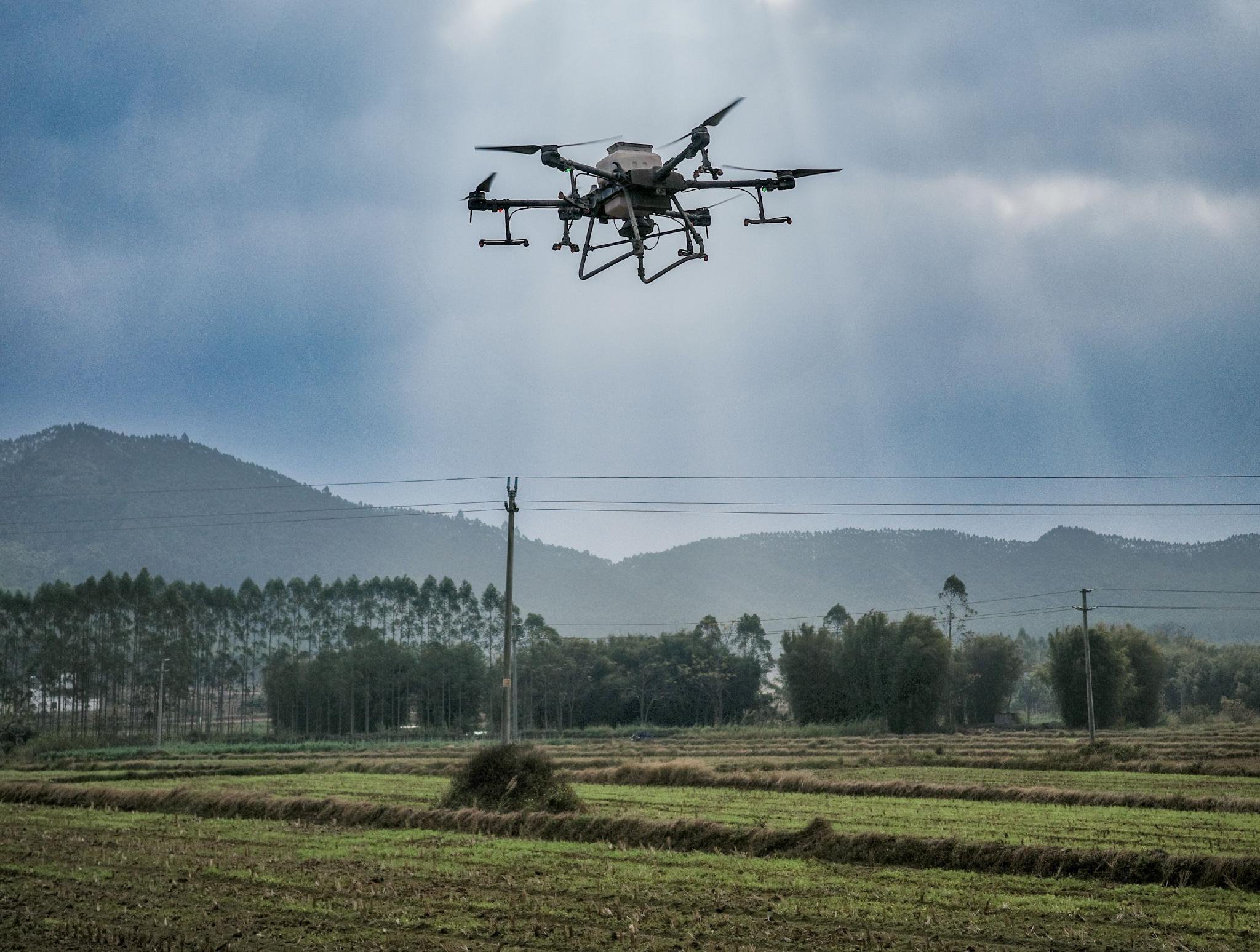韶关水稻种植基地上空无人机正在喷洒农药.(农行广东分行供图)