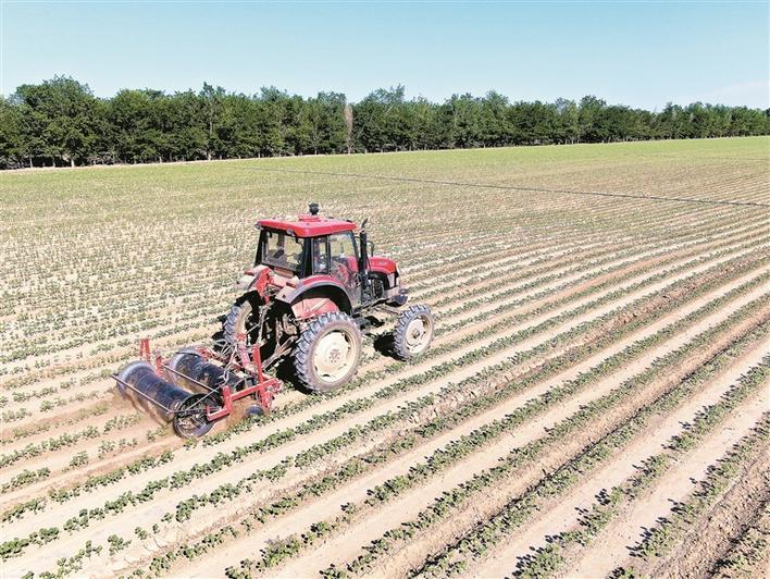 农业机械在一二八团棉田作业(摄于2023年5月26日).