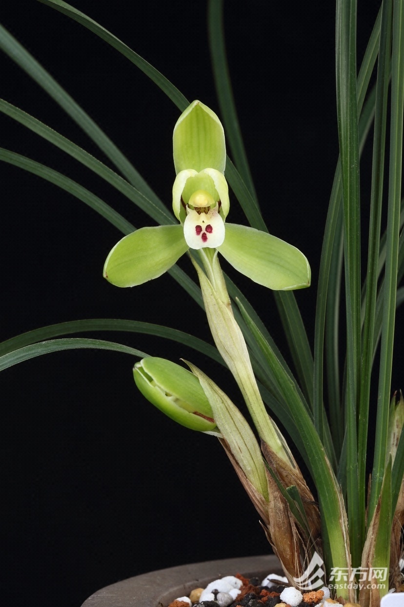 首届上海春兰展即将开幕,沉浸式感受兰文化魅力