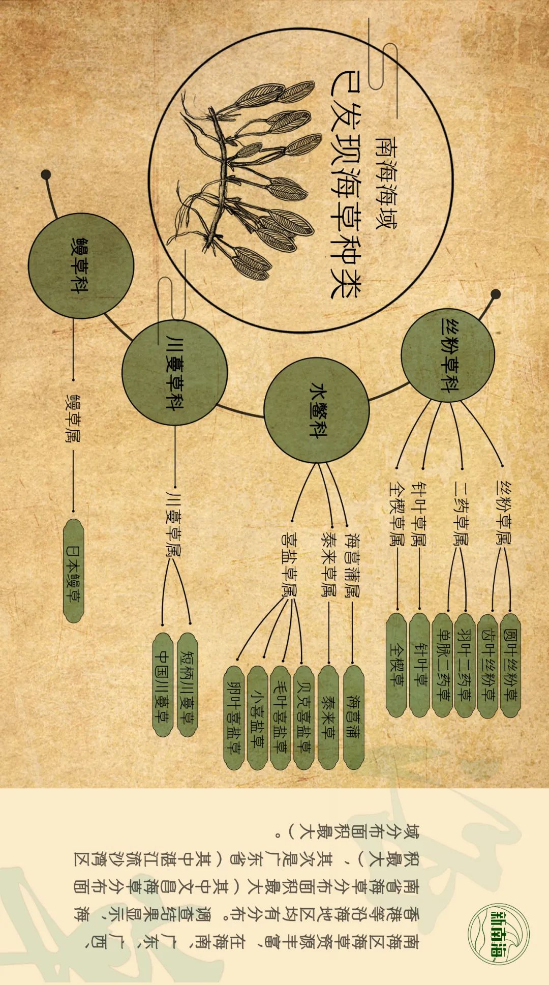 世界海草日 | 守护生物多样性之小小海草大能量